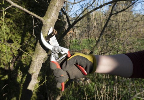 The Importance Of Tree Trimming Services For Sustainable Green Homes In Louisville