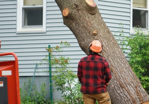 How Tree Removal Service In Arizona Supports The Growth Of Green Homes
